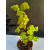 Żywe Drzewko Bonsai Lipa Drobnolistna Tilia Cordata 52cm 11-letnia 005