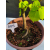 Żywe Drzewko Bonsai Lipa Drobnolistna Tilia Cordata 52cm 11-letnia 005