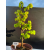 Żywe Drzewko Bonsai Lipa Drobnolistna Tilia Cordata 52cm 11-letnia 005