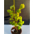 Żywe Drzewko Bonsai Lipa Drobnolistna Tilia Cordata 52cm 11-letnia 005