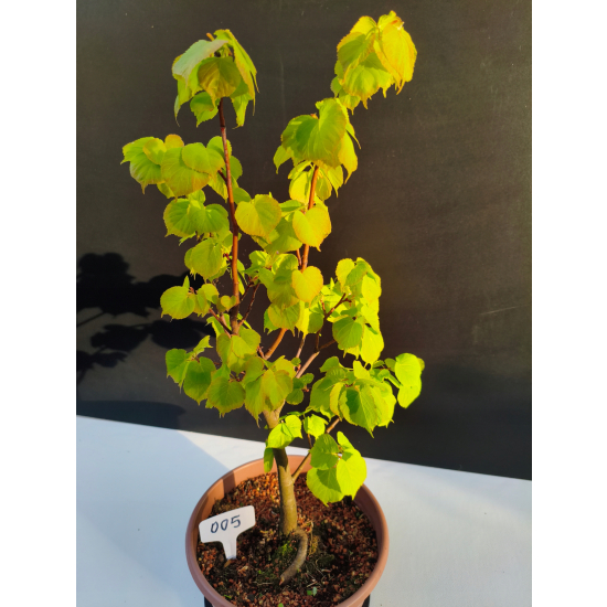 Żywe Drzewko Bonsai Lipa Drobnolistna Tilia Cordata 52cm 11-letnia 005