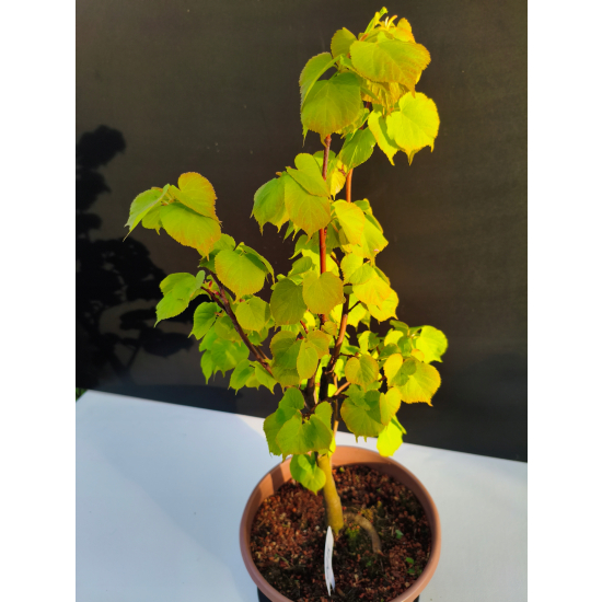 Żywe Drzewko Bonsai Lipa Drobnolistna Tilia Cordata 52cm 11-letnia 005