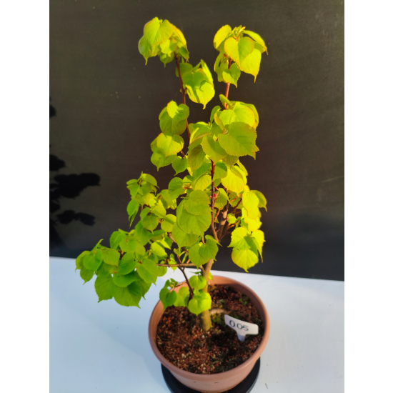 Żywe Drzewko Bonsai Lipa Drobnolistna Tilia Cordata 52cm 11-letnia 005