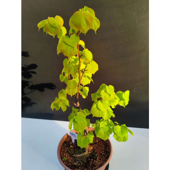 Żywe Drzewko Bonsai Lipa Drobnolistna Tilia Cordata 52cm 11-letnia 005