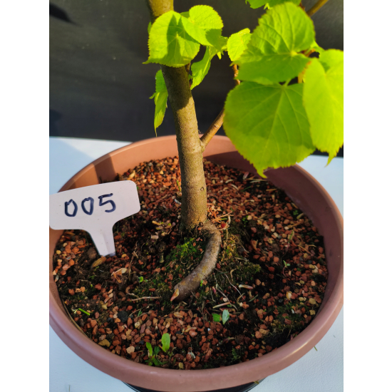 Żywe Drzewko Bonsai Lipa Drobnolistna Tilia Cordata 52cm 11-letnia 005
