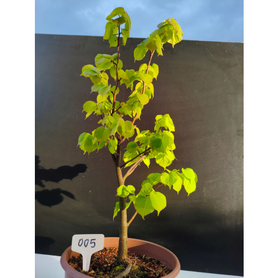 Żywe Drzewko Bonsai Lipa Drobnolistna Tilia Cordata 52cm 11-letnia 005