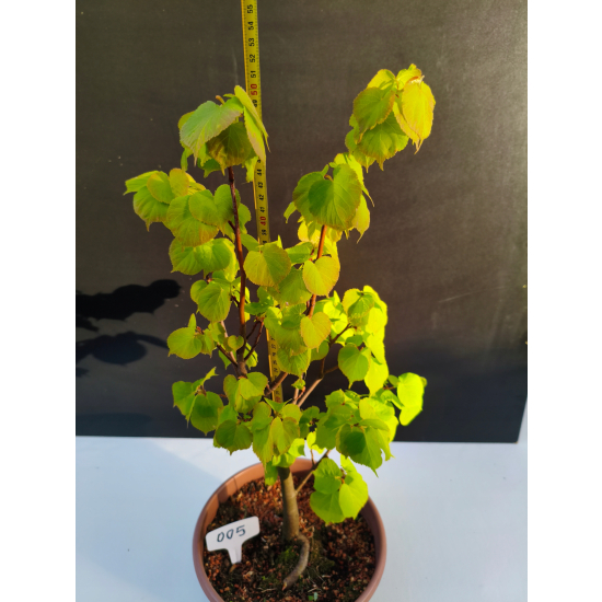 Żywe Drzewko Bonsai Lipa Drobnolistna Tilia Cordata 52cm 11-letnia 005