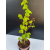 Żywe Drzewko Bonsai Lipa Drobnolistna Tilia Cordata 68cm 11-letnia 002