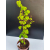 Żywe Drzewko Bonsai Lipa Drobnolistna Tilia Cordata 68cm 11-letnia 002