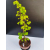 Żywe Drzewko Bonsai Lipa Drobnolistna Tilia Cordata 68cm 11-letnia 002