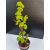 Żywe Drzewko Bonsai Lipa Drobnolistna Tilia Cordata 68cm 11-letnia 002