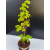 Żywe Drzewko Bonsai Lipa Drobnolistna Tilia Cordata 68cm 11-letnia 002