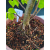 Żywe Drzewko Bonsai Lipa Drobnolistna Tilia Cordata 68cm 11-letnia 002