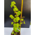 Żywe Drzewko Bonsai Lipa Drobnolistna Tilia Cordata 68cm 11-letnia 002