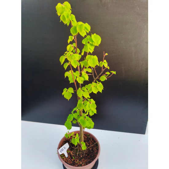 Żywe Drzewko Bonsai Lipa Drobnolistna Tilia Cordata 68cm 11-letnia 002
