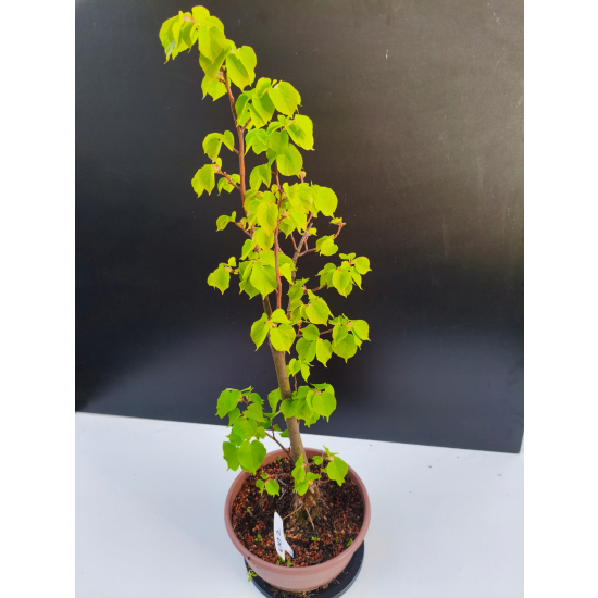 Żywe Drzewko Bonsai Lipa Drobnolistna Tilia Cordata 68cm 11-letnia 002