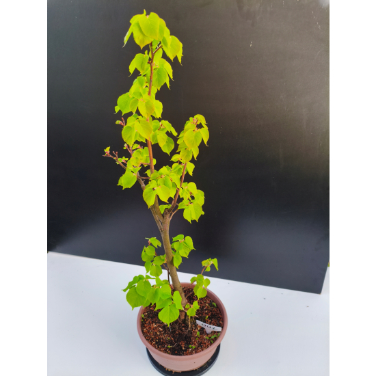 Żywe Drzewko Bonsai Lipa Drobnolistna Tilia Cordata 68cm 11-letnia 002