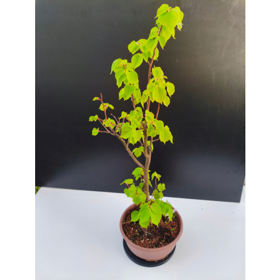 Żywe Drzewko Bonsai Lipa Drobnolistna Tilia Cordata 68cm 11-letnia 002