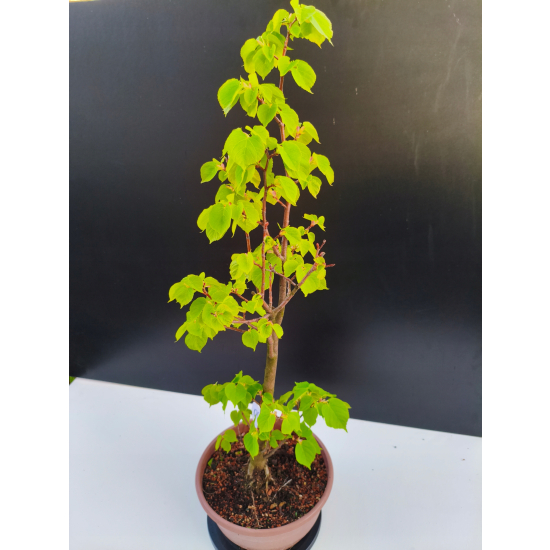 Żywe Drzewko Bonsai Lipa Drobnolistna Tilia Cordata 68cm 11-letnia 002