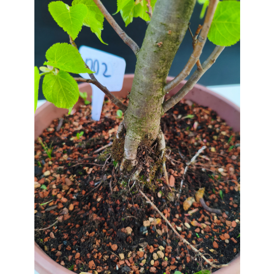 Żywe Drzewko Bonsai Lipa Drobnolistna Tilia Cordata 68cm 11-letnia 002