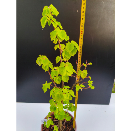 Żywe Drzewko Bonsai Lipa Drobnolistna Tilia Cordata 68cm 11-letnia 002