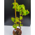Żywe Drzewko Bonsai Lipa Drobnolistna Tilia Cordata 67cm 11-letnia 001