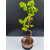 Żywe Drzewko Bonsai Lipa Drobnolistna Tilia Cordata 67cm 11-letnia 001