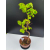 Żywe Drzewko Bonsai Lipa Drobnolistna Tilia Cordata 67cm 11-letnia 001