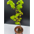 Żywe Drzewko Bonsai Lipa Drobnolistna Tilia Cordata 67cm 11-letnia 001