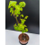 Żywe Drzewko Bonsai Lipa Drobnolistna Tilia Cordata 67cm 11-letnia 001