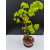 Żywe Drzewko Bonsai Lipa Drobnolistna Tilia Cordata 67cm 11-letnia 001