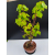 Żywe Drzewko Bonsai Lipa Drobnolistna Tilia Cordata 67cm 11-letnia 001