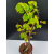 Żywe Drzewko Bonsai Lipa Drobnolistna Tilia Cordata 67cm 11-letnia 001