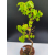 Żywe Drzewko Bonsai Lipa Drobnolistna Tilia Cordata 67cm 11-letnia 001