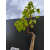 Żywe Drzewko Bonsai Lipa Drobnolistna Tilia Cordata 67cm 11-letnia 001