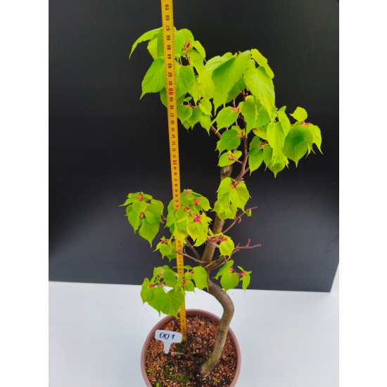 Żywe Drzewko Bonsai Lipa Drobnolistna Tilia Cordata 67cm 11-letnia 001
