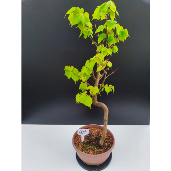 Żywe Drzewko Bonsai Lipa Drobnolistna Tilia Cordata 67cm 11-letnia 001