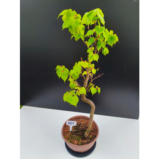 Żywe Drzewko Bonsai Lipa Drobnolistna Tilia Cordata 67cm 11-letnia 001