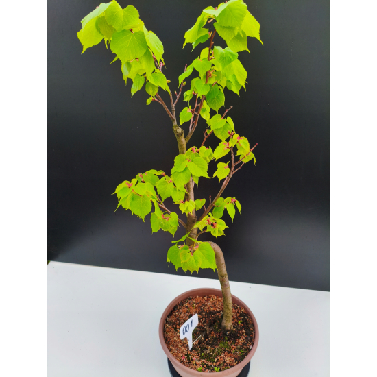 Żywe Drzewko Bonsai Lipa Drobnolistna Tilia Cordata 67cm 11-letnia 001
