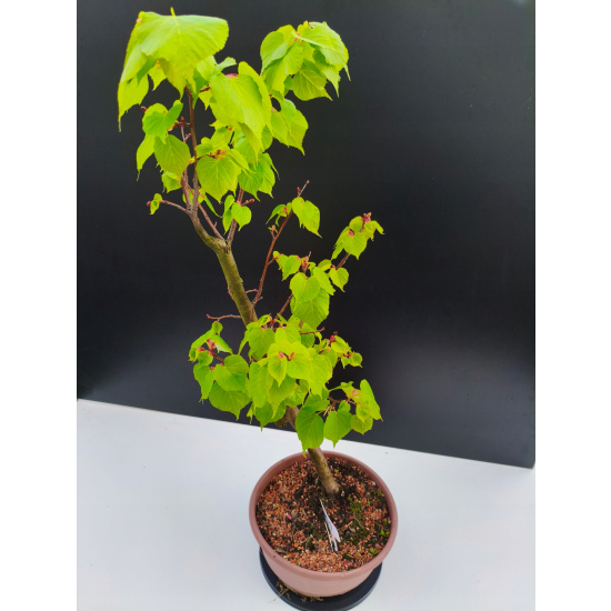 Żywe Drzewko Bonsai Lipa Drobnolistna Tilia Cordata 67cm 11-letnia 001