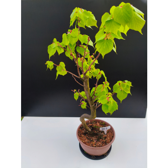 Żywe Drzewko Bonsai Lipa Drobnolistna Tilia Cordata 67cm 11-letnia 001