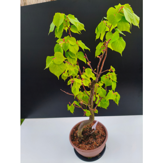 Żywe Drzewko Bonsai Lipa Drobnolistna Tilia Cordata 67cm 11-letnia 001