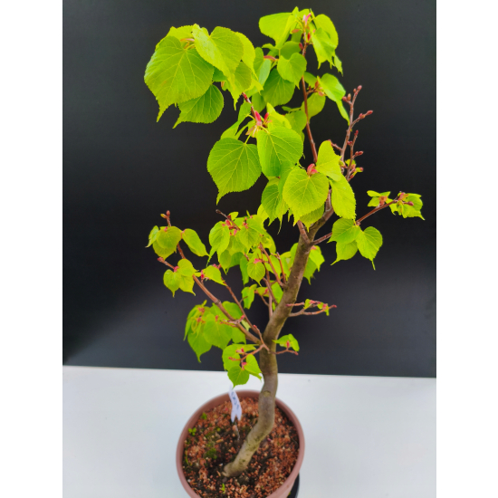 Żywe Drzewko Bonsai Lipa Drobnolistna Tilia Cordata 67cm 11-letnia 001
