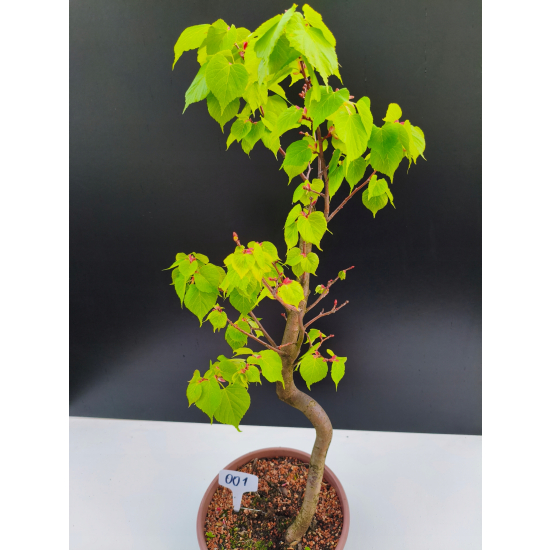 Żywe Drzewko Bonsai Lipa Drobnolistna Tilia Cordata 67cm 11-letnia 001
