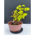 Żywe Drzewko Bonsai Lipa Drobnolistna Tilia Cordata 32cm 11-letnia 009