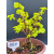 Żywe Drzewko Bonsai Lipa Drobnolistna Tilia Cordata 32cm 11-letnia 009