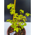 Żywe Drzewko Bonsai Lipa Drobnolistna Tilia Cordata 32cm 11-letnia 009