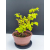 Żywe Drzewko Bonsai Lipa Drobnolistna Tilia Cordata 32cm 11-letnia 009