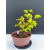 Żywe Drzewko Bonsai Lipa Drobnolistna Tilia Cordata 32cm 11-letnia 009