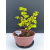 Żywe Drzewko Bonsai Lipa Drobnolistna Tilia Cordata 32cm 11-letnia 009